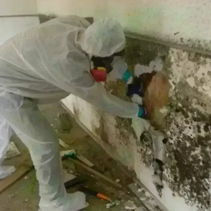 Mold Remediation and Removal in San Carlos, CA